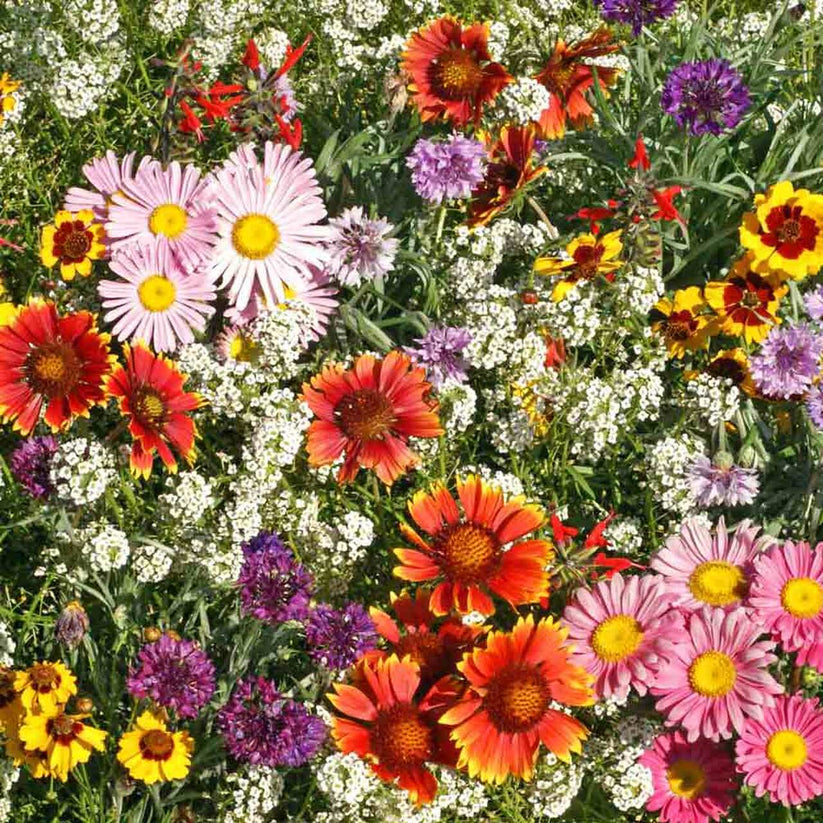 Farm.hand.seeds Humming bird & butterfly flowers