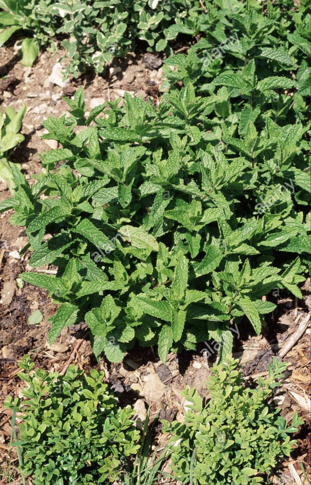Farm Hand Seeds Spearmint