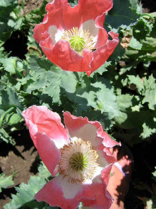 Farm.hand.seeds Queens poppy