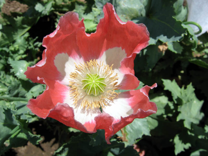 Farm.hand.seeds Queens poppy