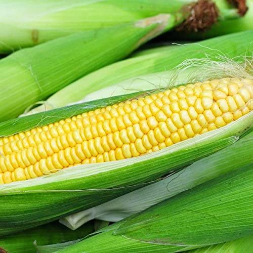 Farm.hand.seeds Iochief sweet corn