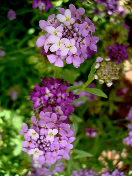 Farm.hand.seeds Globe annual candytuft