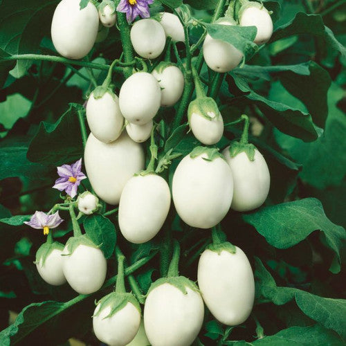 Farm.hand.seeds White egg eggplant
