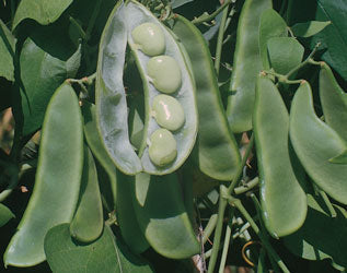 Farm.hand.seeds King of the garden lima pole beans