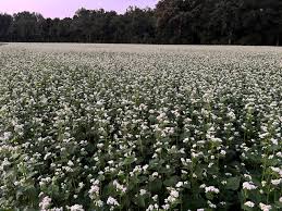 Farm.hand.seeds Buckwheat ground cover