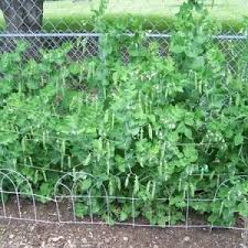 Farm.hand.seeds Little Marvel Peas