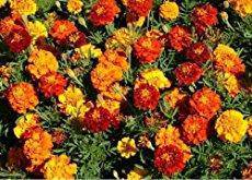 Farm.hand.seeds Marigold Petite Mix