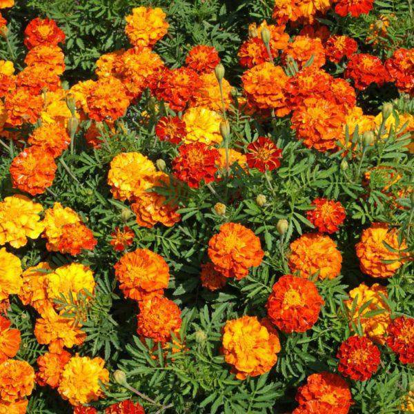 Farm.hand.seeds Marigold Spark Mix