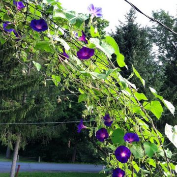 Farm.hand.seeds Morning glory flower mix
