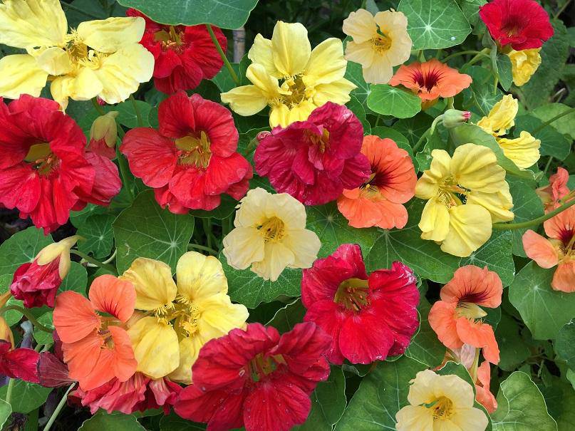 Farm.hand.seeds Nasturtium Tall Blend