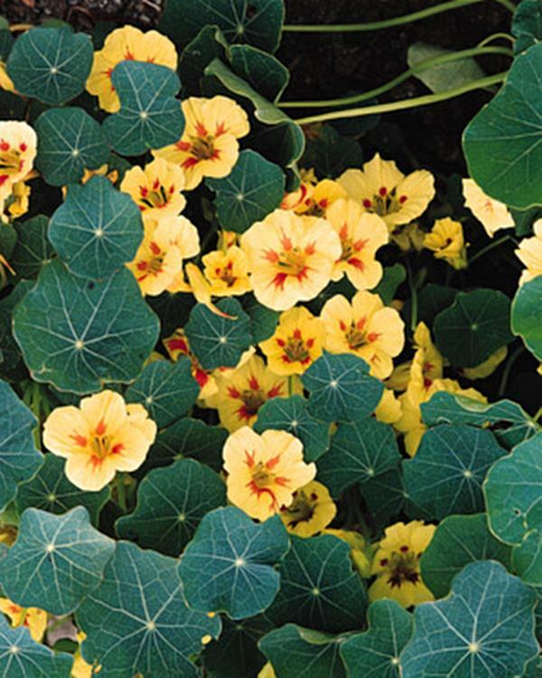 Farm.hand.seeds Peach melba nasturtium