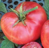 Farm.hand.seeds Big dwarf heirloom tomato