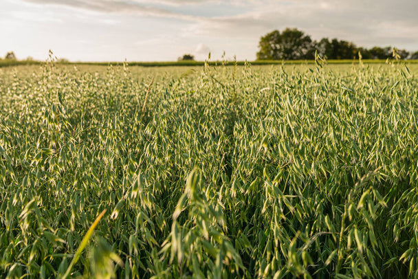 Farm.hand.seeds Oats