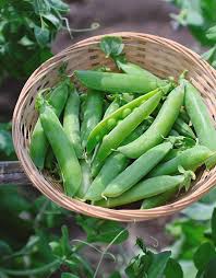 Farm.hand.seeds Cascadia Snap Peas