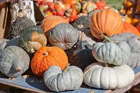 Farm.hand.seeds Big pumpkin mix 50 seeds