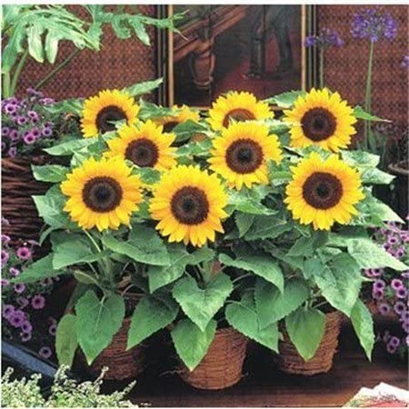 Farm.hand.seeds Yellow Pigmy sunflower