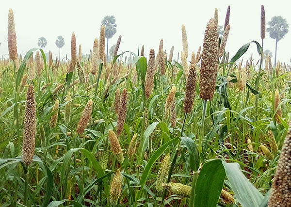 Farm.hand.seeds Pearl Millet
