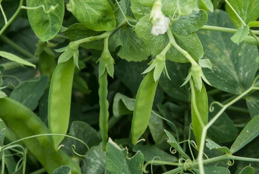 Farm.hand.seeds Dwarf white sugar snow pea