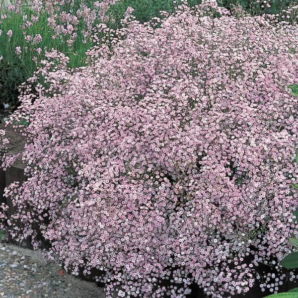 Farm.hand.seeds Pink Baby's Breath Flowers