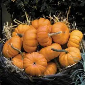 Farm.hand.seeds Jack be little pumpkin