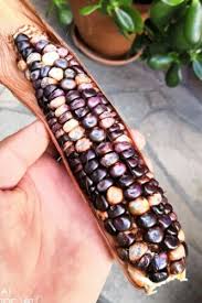 Farm.hand.seeds Big horse spotted corn