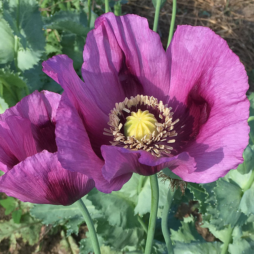 Farm.hand.seeds Hungarian blue bread seed poppy