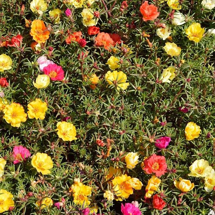 Farm.hand.seeds Portulaca double mix flowers