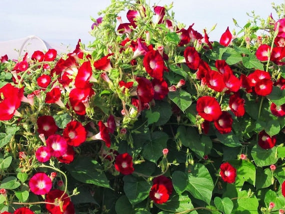 Farm.hand.seeds Scarlett O'Hara' morning glory