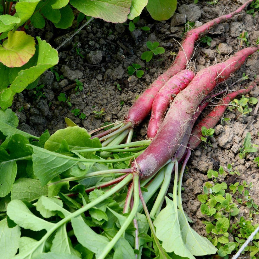 Farm.hand.seeds Fire candle radish