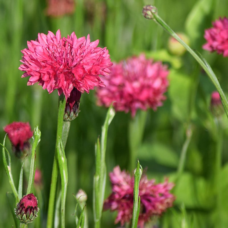 Farm.hand.seeds Red bachelor buttons