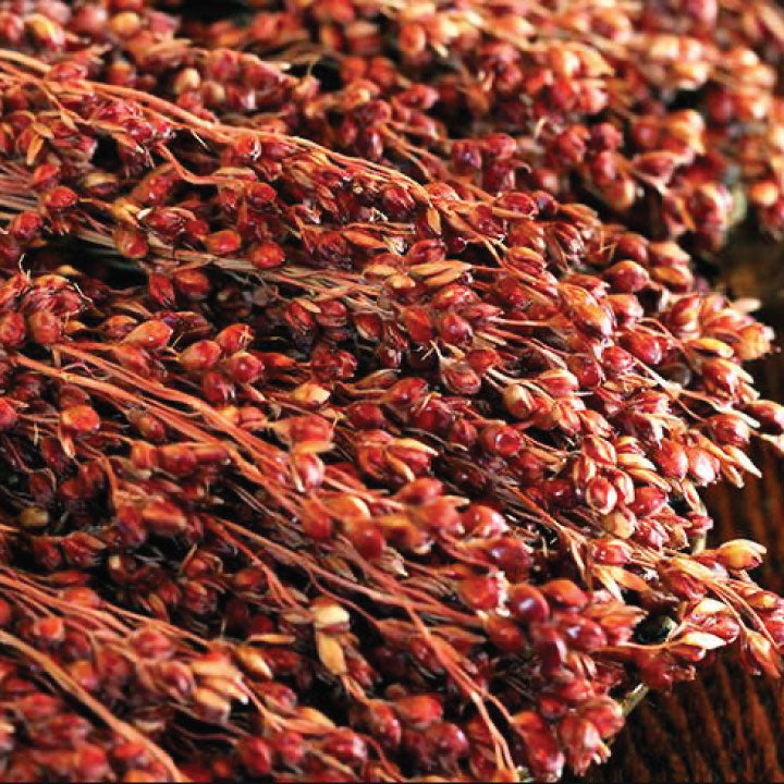 Farm.hand.seeds Red broom corn