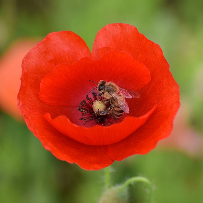 Farm.hand.seeds Red poppy