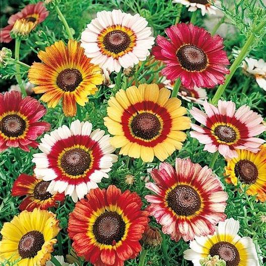 Farm.hand.seeds Painted Daisy Mix