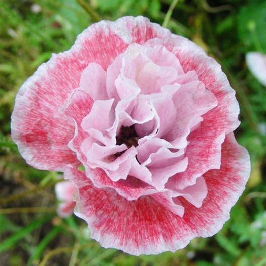 Farm.hand.seeds Shirley Poppy