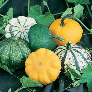 Farm.hand.seeds Patti pan mix 35 seeds