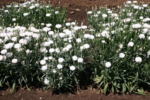 Farm.hand.seeds White Bachelor Buttons
