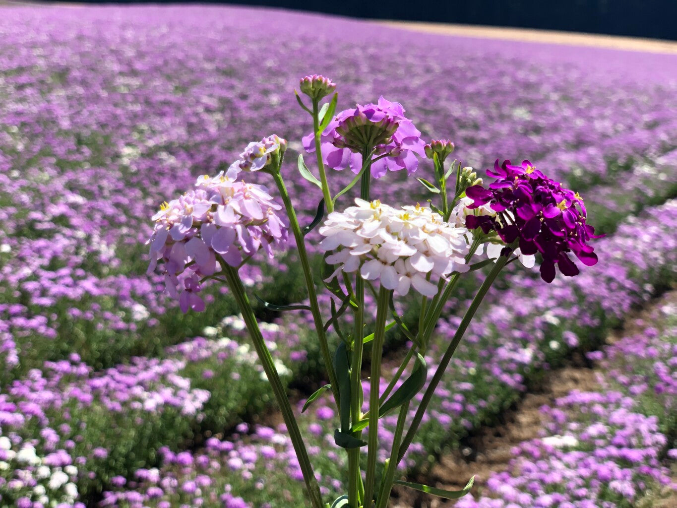 Farm.hand.seeds Candy tuft dwarf mix