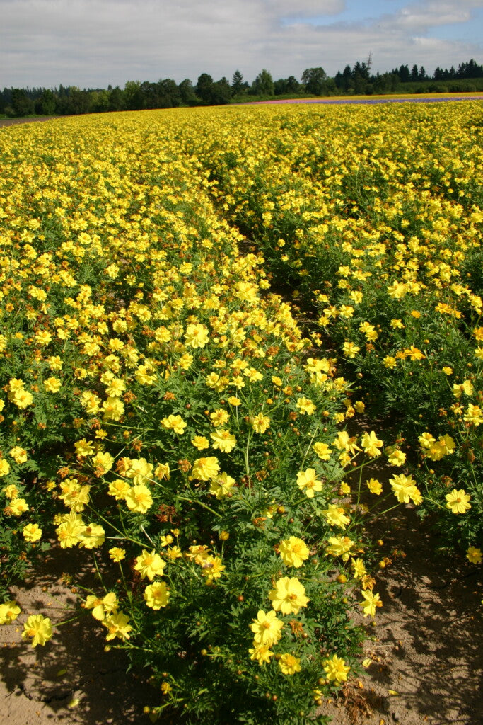 Farm.hand.seeds Dwarf yellow cosmos