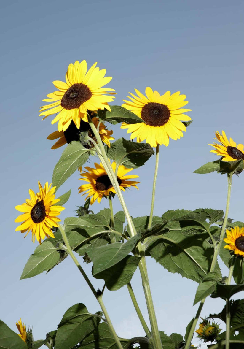 Farm.hand.seeds Skyscraper sunflower