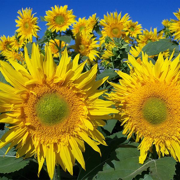 Farm.hand.seeds Bright star orange sunflower