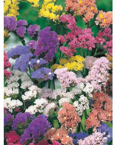Farm.hand.seeds Statice mix
