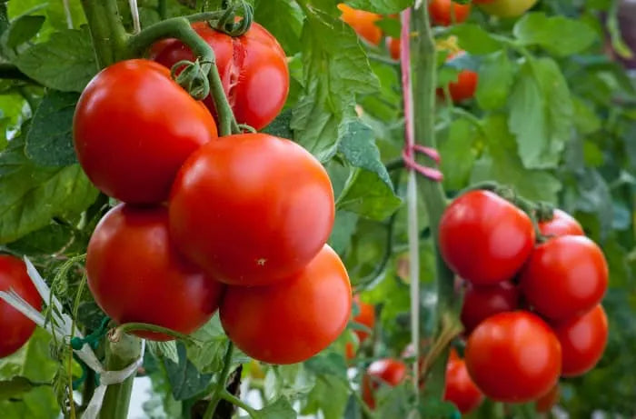 Farm.hand.seeds Independence Day Tomatoes
