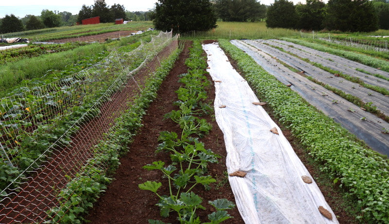 Good soil good seeds great produce.