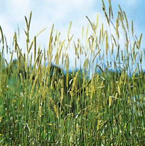 Farm.hand.seeds Timothy hay