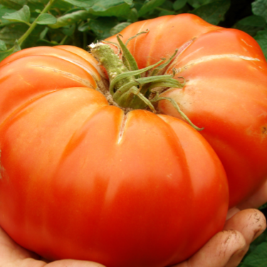 Farm.hand.seeds Big Delicious Tomato