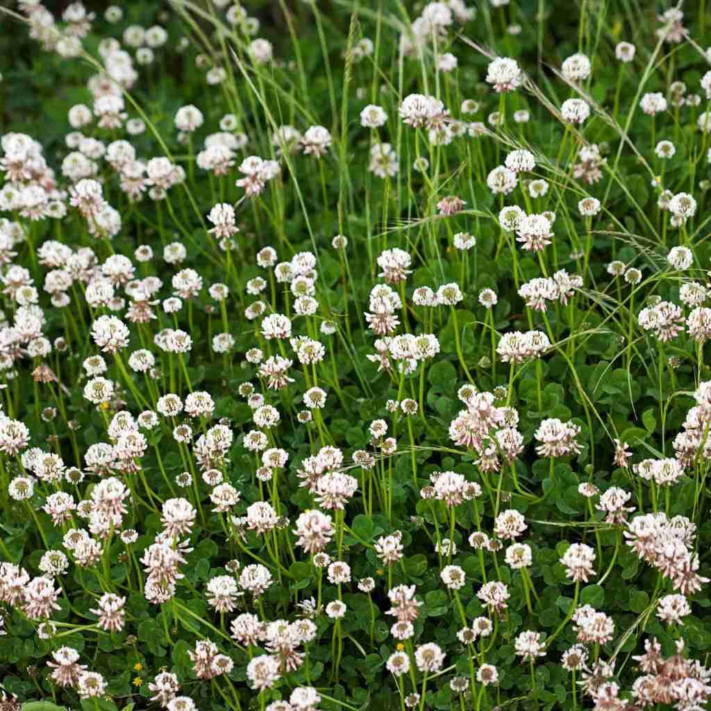 Farm.hand.seeds White cloud clover