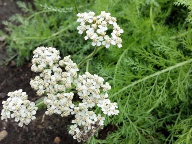 Farm.hand.seeds White yarrow