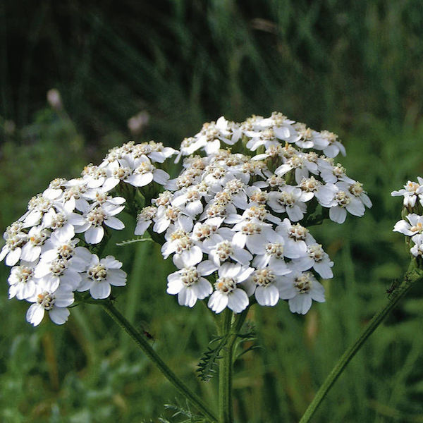 Farm.hand.seeds White yarrow