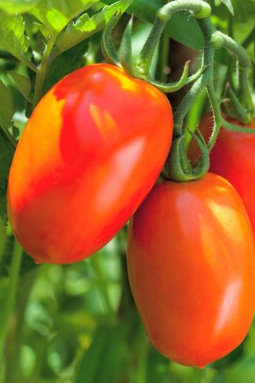 Farm.hand.seeds Amish paste tomato