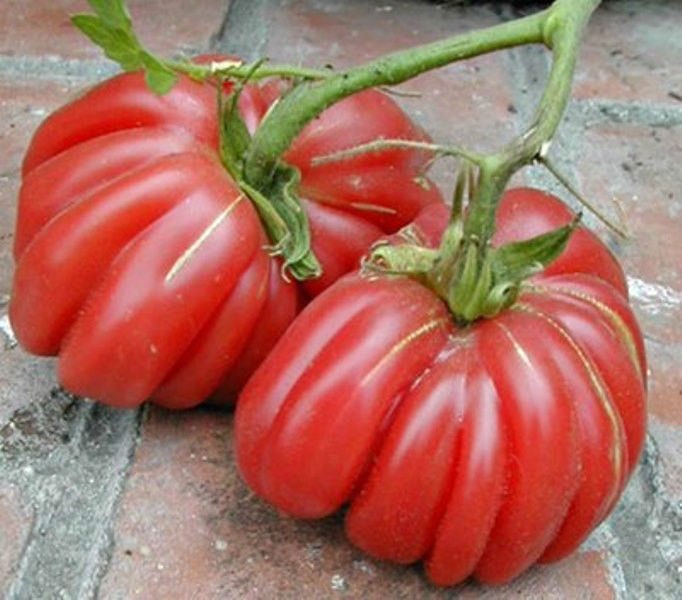 Farm.hand.seeds Zapotec pleated tomato